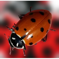 Hippodamia convergens