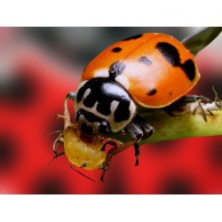 Hippodamia 250 adultos - Mariquitas contra pulgón
