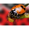 Hippodamia 250 adultos - Mariquitas contra pulgón
