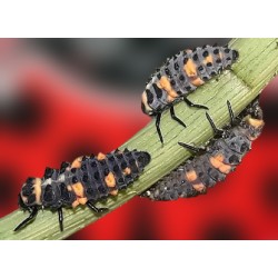 Hippodamia 250 larvas – Mariquitas jóvenes contra pulgón