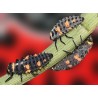 Hippodamia 250 larvas – Mariquitas jóvenes contra pulgón
