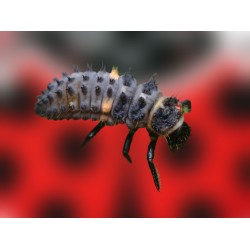 Hippodamia 250 larvas – Mariquitas jóvenes contra pulgón