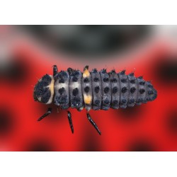 Hippodamia 250 larvas – Mariquitas jóvenes contra pulgón