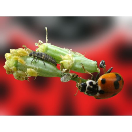 Hippodamia 250 larvas - Mariquitas contra pulgón