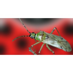 Nesidiocoris tenuis 500 – Control eficaz de Tuta y mosca blanca