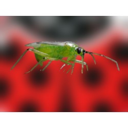 Nesidiocoris tenuis 500 – Control eficaz de Tuta y mosca blanca