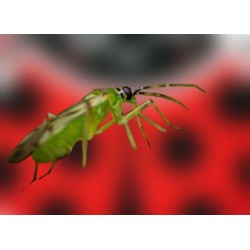 Nesidiocoris tenuis 500 – Control eficaz de Tuta y mosca blanca
