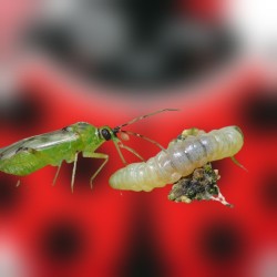 Nesidiocoris tenuis 500 – Control eficaz de Tuta y mosca blanca