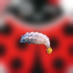 Sphaerophoria rueppellii...