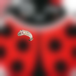 Sphaerophoria rueppellii 250 pupas – Elimina pulgones eficazmente