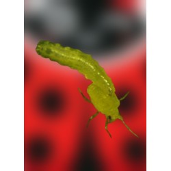 Sphaerophoria rueppellii 250 pupas – Elimina pulgones eficazmente