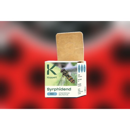 Syrphidend 50 Episyrphus –...