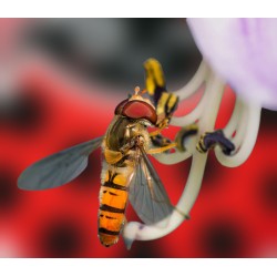 Syrphidend 50 Episyrphus – Control eficaz de pulgón con sírfidos