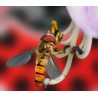 Syrphidend 50 Episyrphus – Control eficaz de pulgón con sírfidos