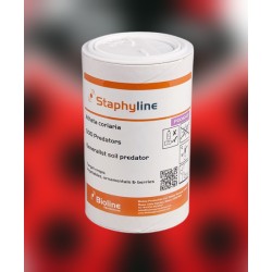 Atheta coriaria STAPHYLINE, tubo 500 ind – Control biológico de plagas del suelo