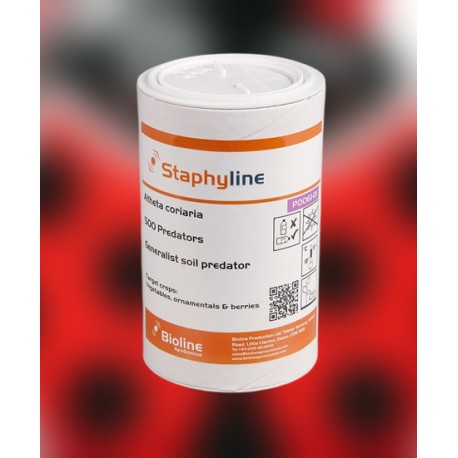 Atheta coriaria STAPHYLINE, tubo 500 ind – Control biológico de plagas del suelo