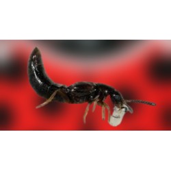 Atheta coriaria