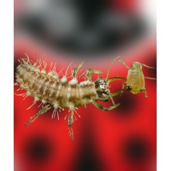 Chrysoperla carnea