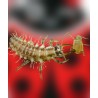 Chrysoperla carnea 10000 uds – Larvas contra pulgón eficaz