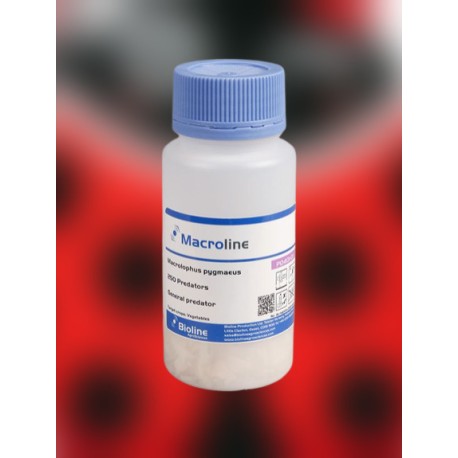 Macroline 250 – Macrolophus pygmaeus contra mosca blanca y tuta