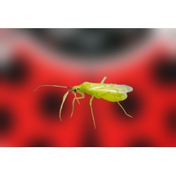 Macroline 250 – Macrolophus pygmaeus contra mosca blanca y tuta