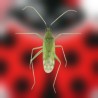 Macroline 250 – Macrolophus pygmaeus contra mosca blanca y tuta