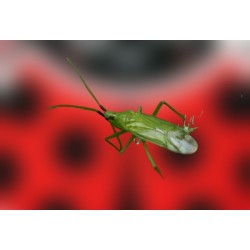 Macroline 250 – Macrolophus pygmaeus contra mosca blanca y tuta