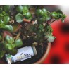 Mixcontrol 240-H parasitoides pulgón hortícolas ecológico