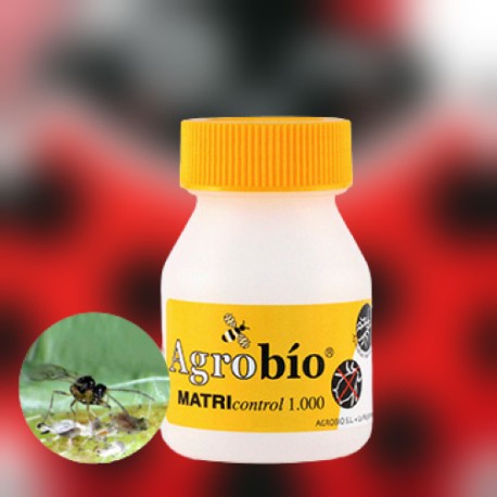 MATRIcontrol 1.000 momias Aphidius matricariae control ecológico de pulgones