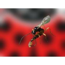 Aphidius ervi contra pulgón