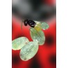 Encarsia formosa parasitando