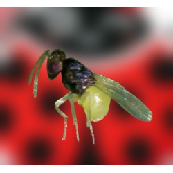 Encarsia formosa