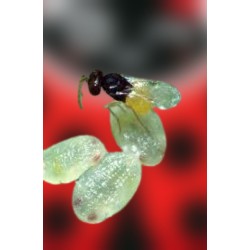 ENCARcontrol 5.000 pupas Encarsia formosa control natural mosca blanca