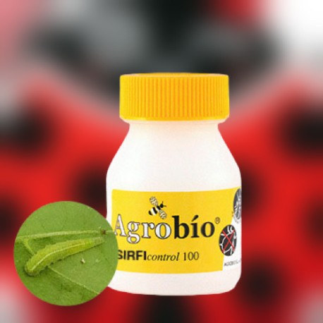 Sirficontrol 100 pupas Sphaerophoria rueppellii, control biológico de pulgones