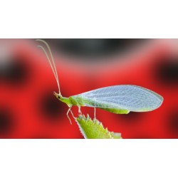 ChrysoControl 1.000 larvas de crisopa verde contra pulgones y plagas blandas