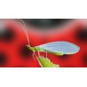 ChrysoControl 1.000 larvas de crisopa verde contra pulgones y plagas blandas