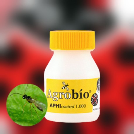 APHIcontrol 1.000 momias de Aphidius colemani para pulgones