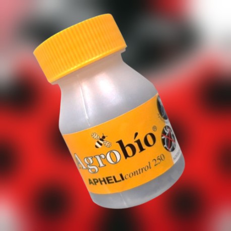 APHELIcontrol 250 momias Aphelinus abdominalis contra pulgones en cultivos