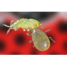 Neoseiulus cucumeris