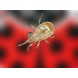 Amblycontrol 250.000 ácaros depredadores para control de trips