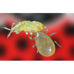 Amblycontrol 250.000 ácaros depredadores para control de trips