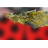 larvas Adalia bipunctata