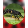 larvas mariquita Adalia bipunctata