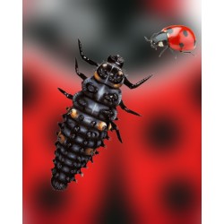 diferencias entre larva y mariquita adulta