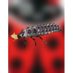 larva de mariquita comiendo pulgones