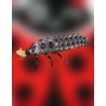 larva de mariquita comiendo pulgones
