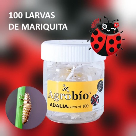 Adaliacontrol 100 larvas Adalia bipunctata contra pulgones de forma ecológica