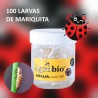 Adaliacontrol 100 larvas Adalia bipunctata contra pulgones de forma ecológica
