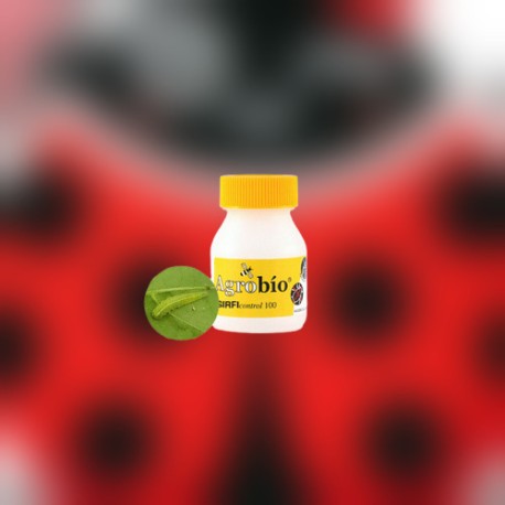 Sirficontrol 100 pupas de Sphaerophoria rueppellii para control natural de pulgones