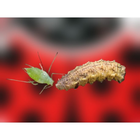 Sirficontrol 1.000 larvas de Sphaerophoria rueppellii para control natural de pulgones